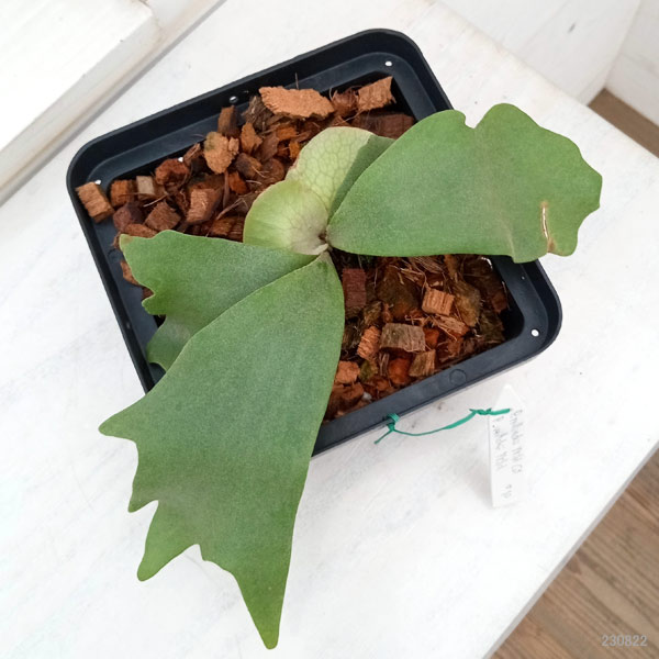 園芸ネット本店｜ビカクシダ：ミックススポア株（willinckii Wild Cat