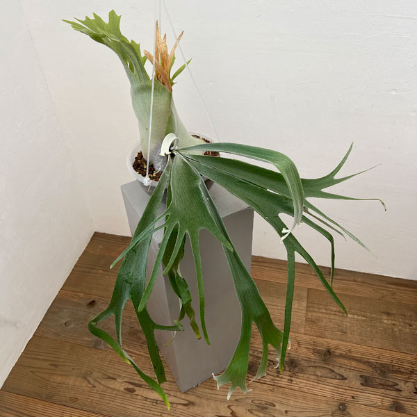 園芸ネット本店｜ビカクシダ（コウモリラン）：willinckii x veitchii