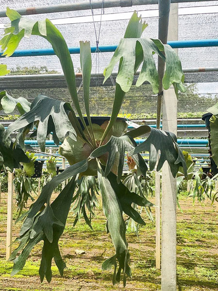 園芸ネット本店｜ビカクシダ（コウモリラン）：ヒリー スポア#5 6号