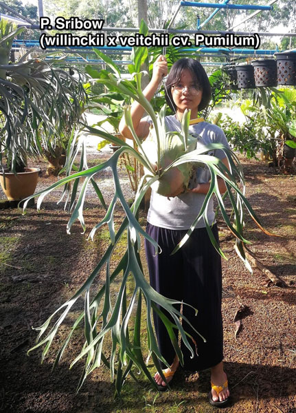 園芸ネット本店｜ビカクシダ：スリボウ(willinckii x veitchii cv