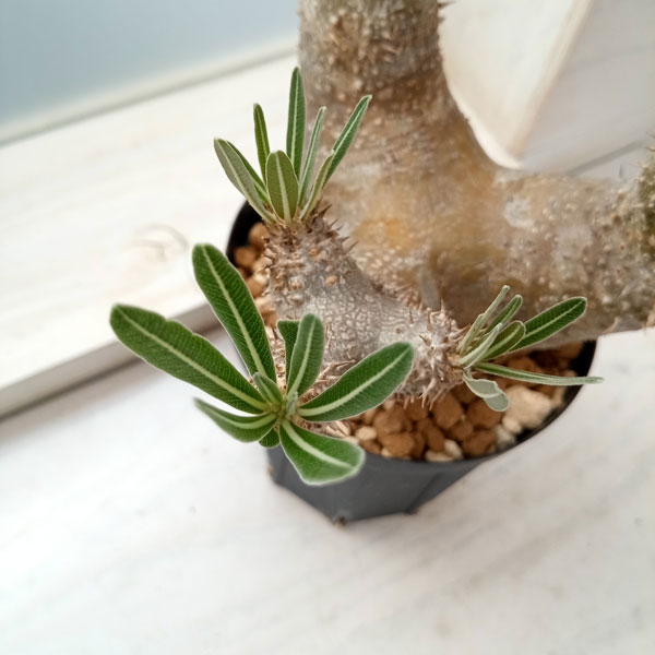 園芸ネット本店｜パキポディウム ：イノピナツム 5号鉢植え23-01 の