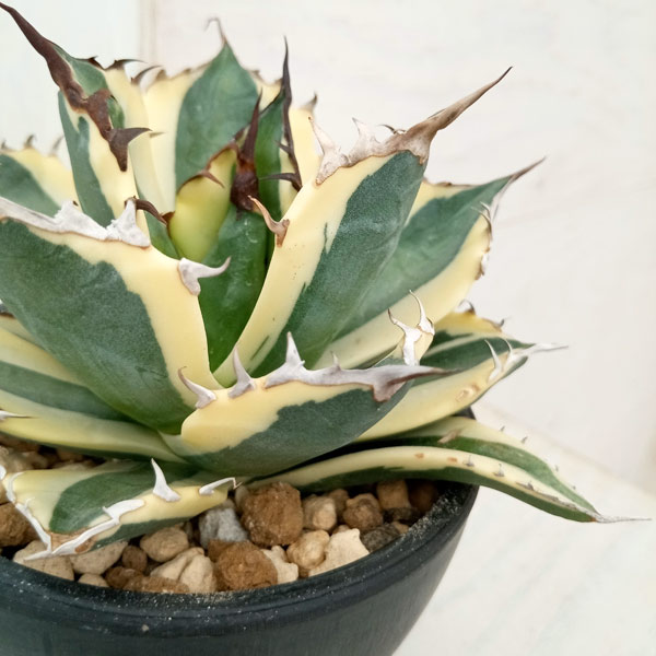 園芸ネット本店｜アガベ：チタノタ スナグルトゥース 3.5号鉢植え23-01
