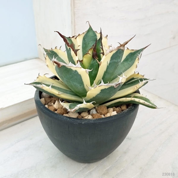 園芸ネット本店｜アガベ：チタノタ スナグルトゥース 3.5号鉢植え23-01