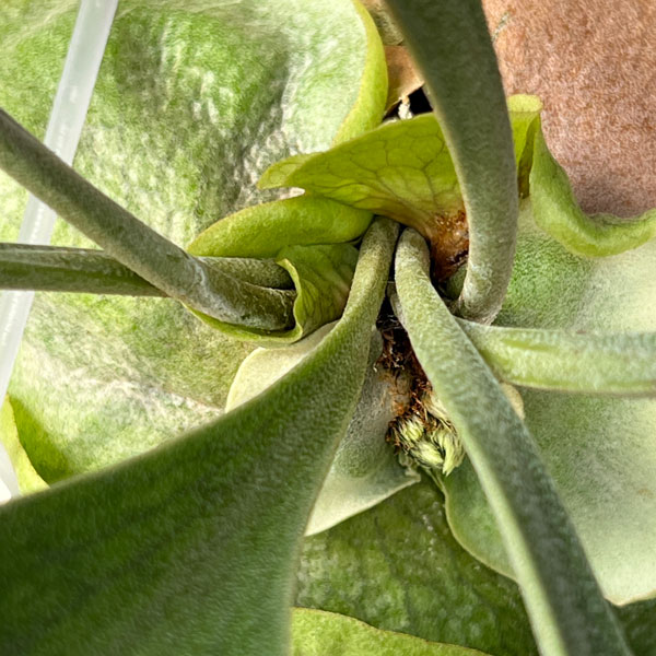 園芸ネット本店｜ビカクシダ（コウモリラン）：麒麟（キリン）スポア株