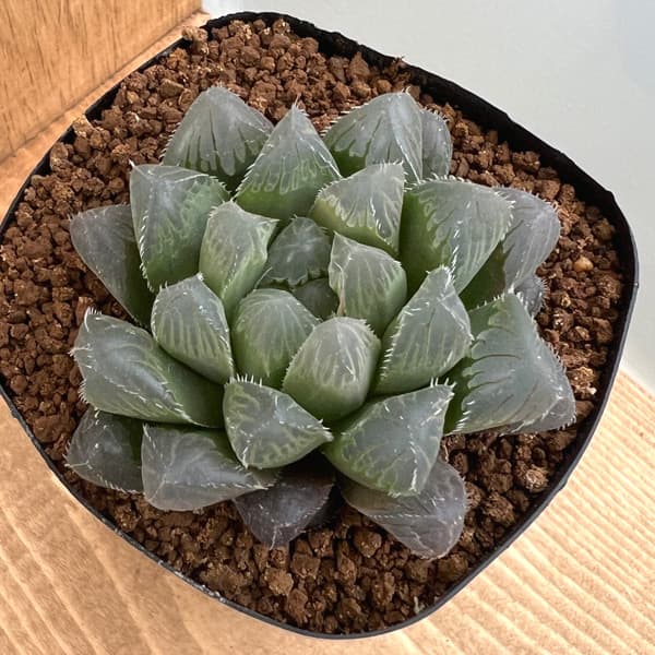 園芸ネット本店｜ハオルチア：NSブルー錦実生 2.5号 の通販【公式】