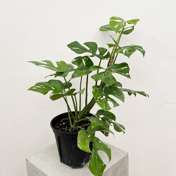 園芸ネット本店｜ヒメモンステラ：斑入り 5号ポット の通販【公式】