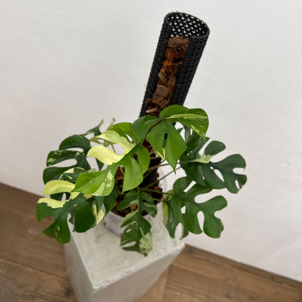 園芸ネット本店｜[ザ・ファームセレクト]ラフィドフォラ：テトラ