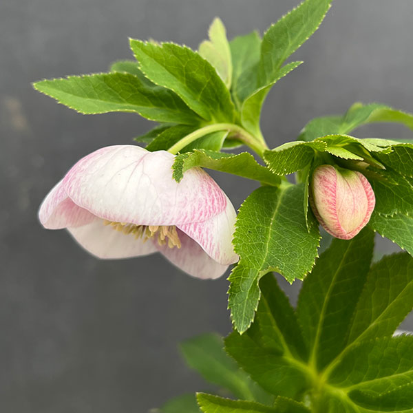 園芸ネット本店｜大和園さんのクリスマスローズ：24-13パステリッシュ