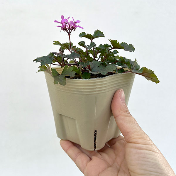 園芸ネット本店｜ペラルゴニウム：ピンキーピンク3.5号ポット 6株