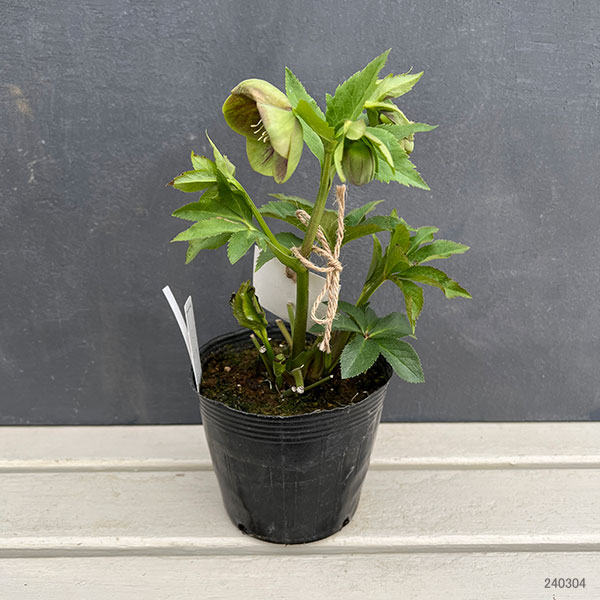 園芸ネット本店｜大和園さんのクリスマスローズ：24-14グリーンパステ