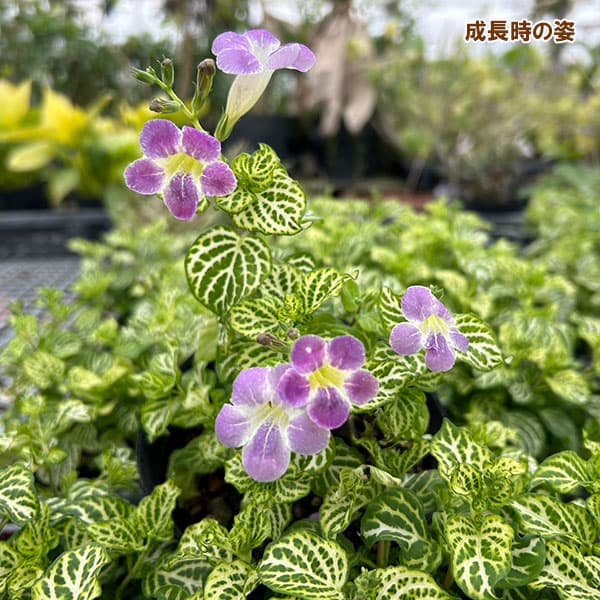 園芸ネット本店｜アシスタシア・ガンゲティカ・レティクラタ（赤道