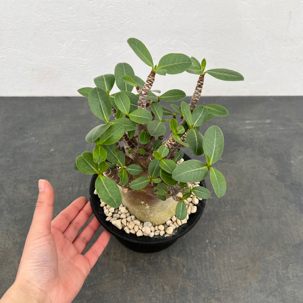 園芸ネット本店｜[ザ・ファームセレクト]アデニウム：アラビカム