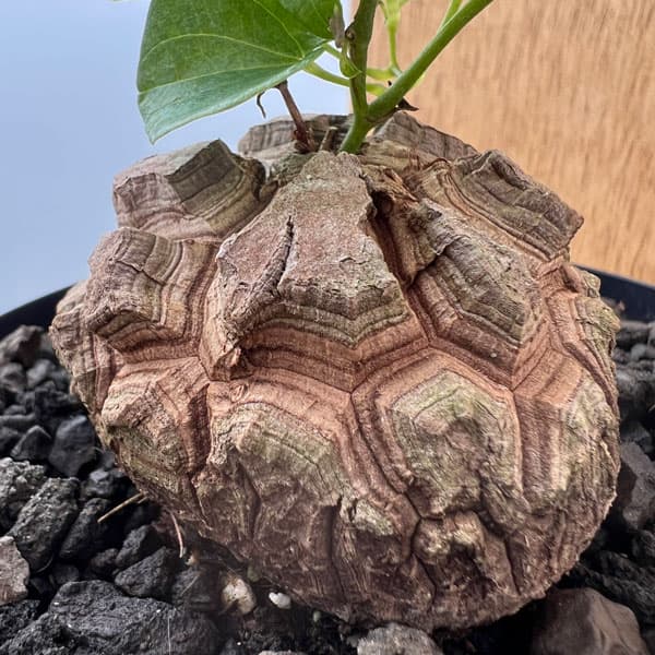 園芸ネット本店｜ディオスコレア（亀甲竜）：エレファンティペス 厳選