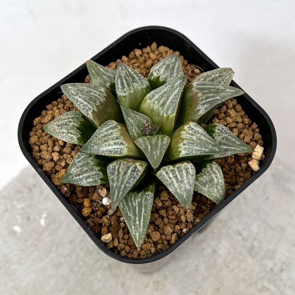 園芸ネット本店｜ハオルチア：ピンクドリュー×ディアプラチナ 実生苗