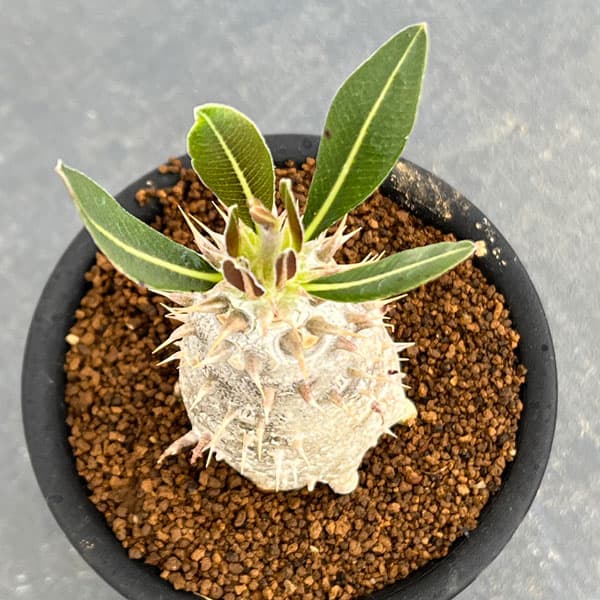 園芸ネット本店｜パキポディウム：ホロンベンセ 3号鉢植え* の通販【公式】