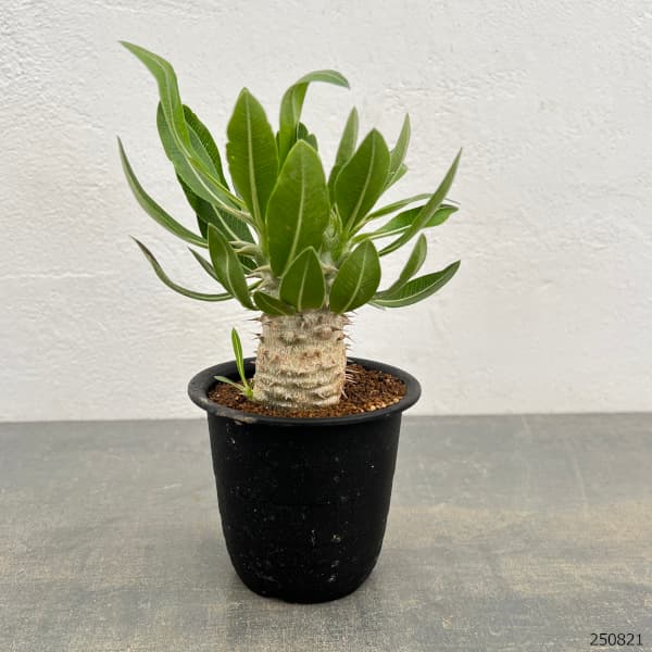 園芸ネット本店｜パキポディウム：ホロンベンセ 3号鉢植え* の通販【公式】