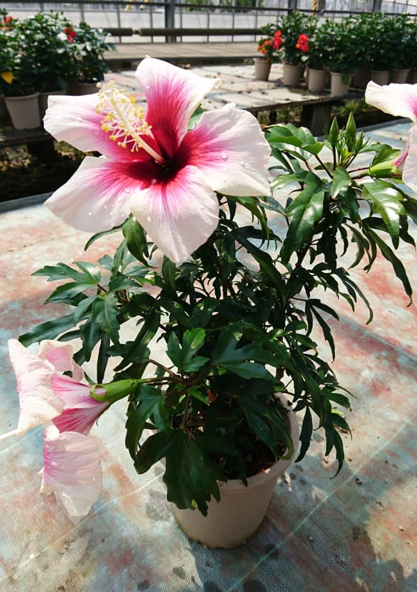 園芸ネット本店｜[26年6月中下旬予約]ハイビスカス：ホワイトベリー 7