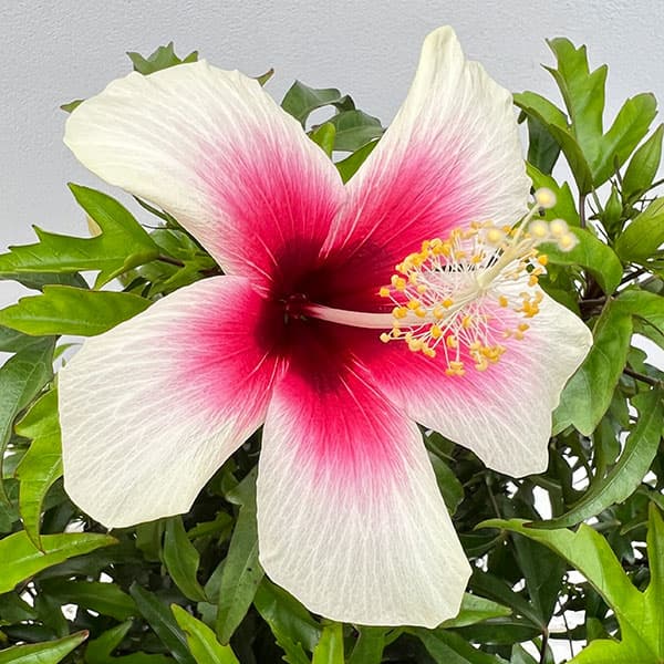 園芸ネット本店｜[26年6月中下旬予約]ハイビスカス：ホワイトベリー 7