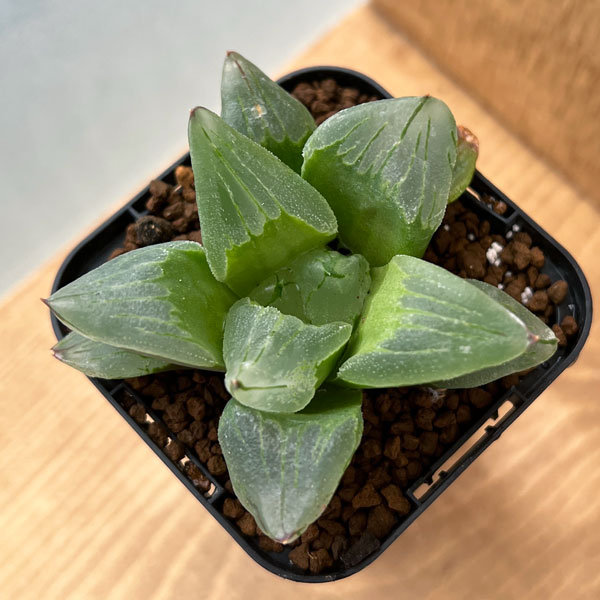 園芸ネット本店｜ハオルチア：ピグマエアミュータント 2.5号スクエア鉢