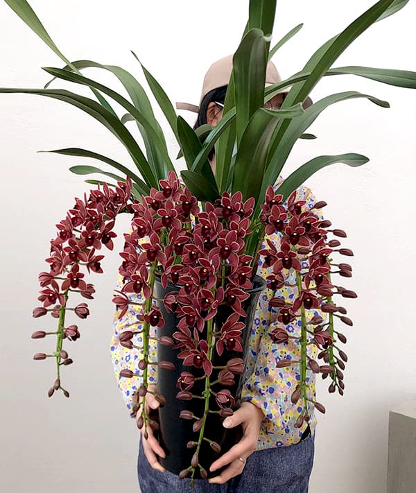 園芸ネット本店｜シンビジューム：フォアゴットンフルーツ7号鉢植え花5