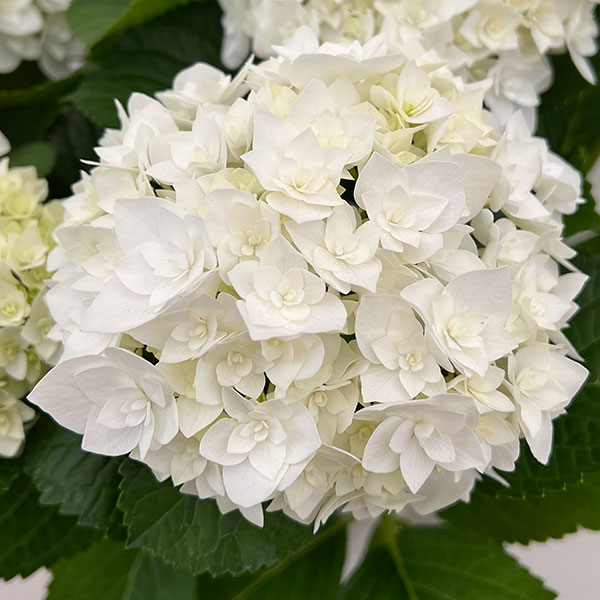 園芸ネット本店｜アジサイ：フロレンシア（白）5号鉢植え（開花終了