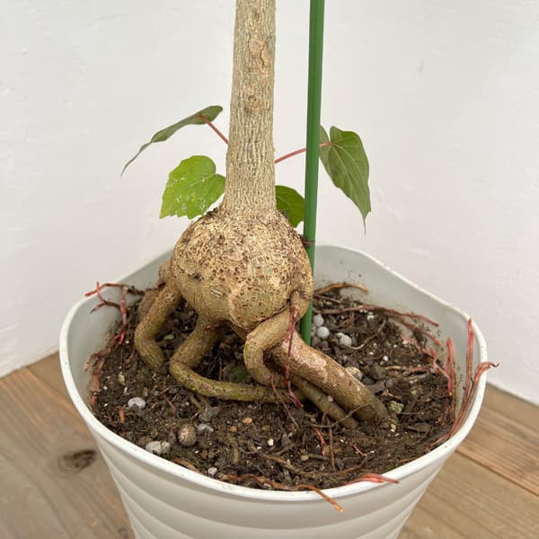 園芸ネット本店｜フィカス：ぺティオラリス（実生株） 7号鉢植え24-01