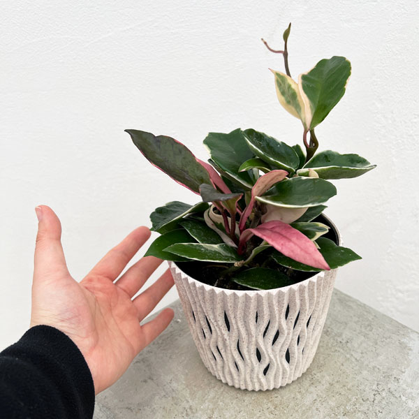 園芸ネット本店｜[ギフトに]ホヤ カルノーサ：リップカラー3号