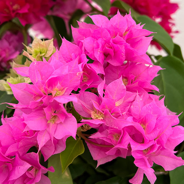 園芸ネット本店｜ブーゲンビリア八重咲き花色ミックス植え8号鉢植え の