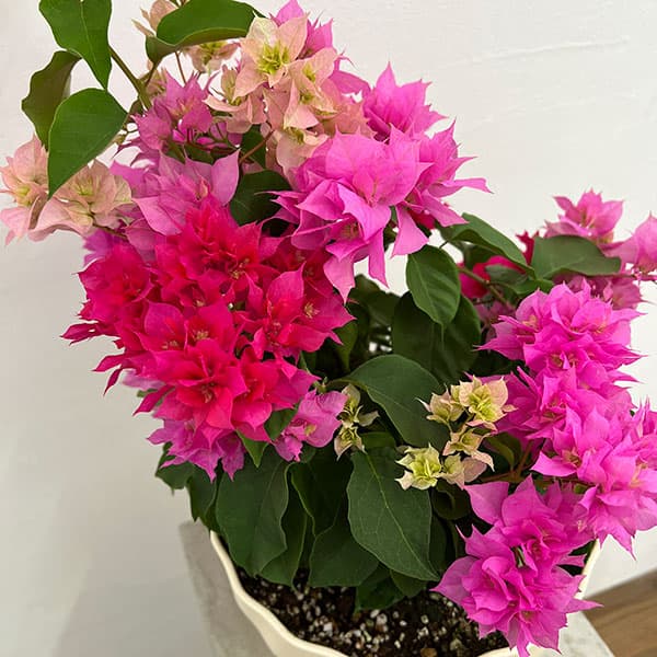 園芸ネット本店｜ブーゲンビリア八重咲き花色ミックス植え8号鉢植え の