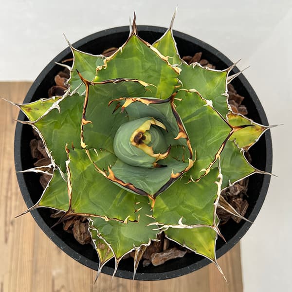 園芸ネット本店｜アガベ：チタノタ ナンバーワン バリエガータ（覆輪斑