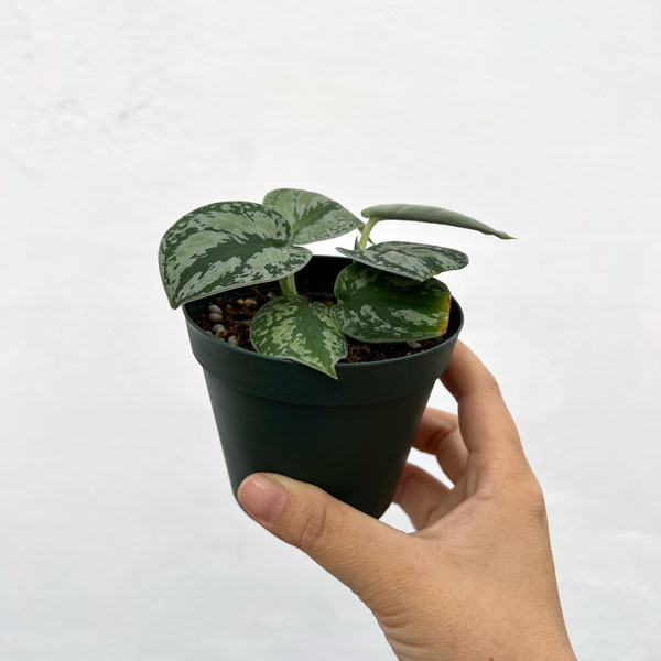 園芸ネット本店｜スキンダプサス：ホワイトトリカラー 3号 の通販【公式】