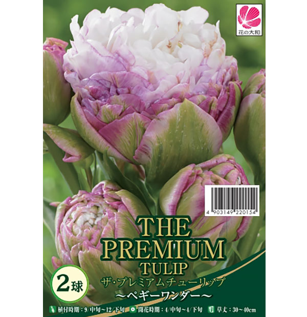 園芸ネット本店｜チューリップ：ペギー ワンダー 2球入り（DL） の通販