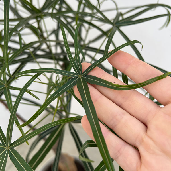 園芸ネット本店｜ブラキキトン（ボトルツリー）：ルペストリス 7号24