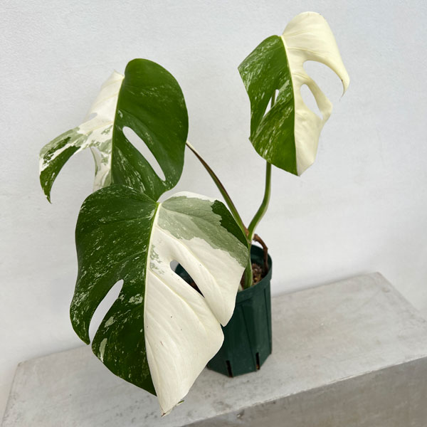 園芸ネット本店｜[ザ・ファームセレクト]モンステラ：ボルシギアーナ