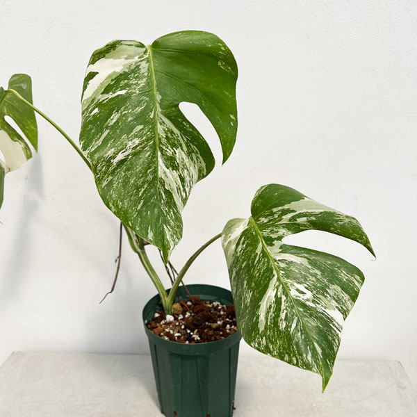 園芸ネット本店｜モンステラ：ボルシギアーナバリエガータ（白斑） 5号