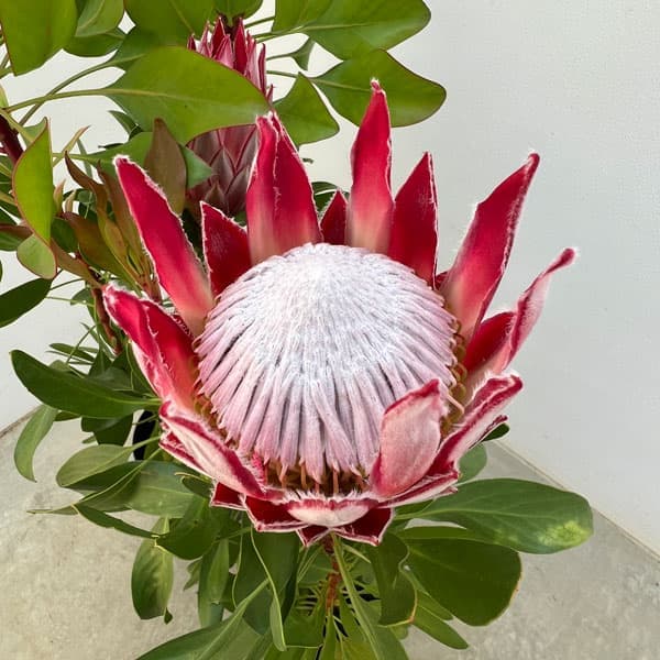 園芸ネット本店｜プロテア：リトルプリンス6号鉢植え花（1F以上） の