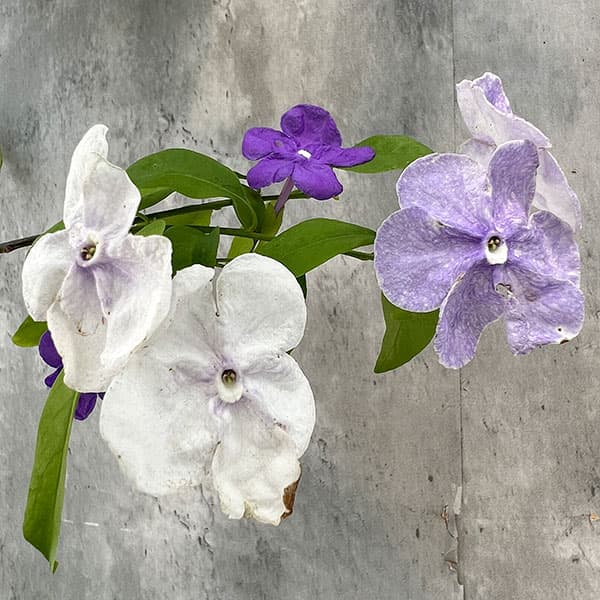 園芸ネット本店｜ニオイバンマツリ（ブルンフェルシア）アメジスト