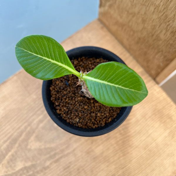 園芸ネット本店｜[ザ・ファームセレクト]パキポディウム：ウィンゾリー