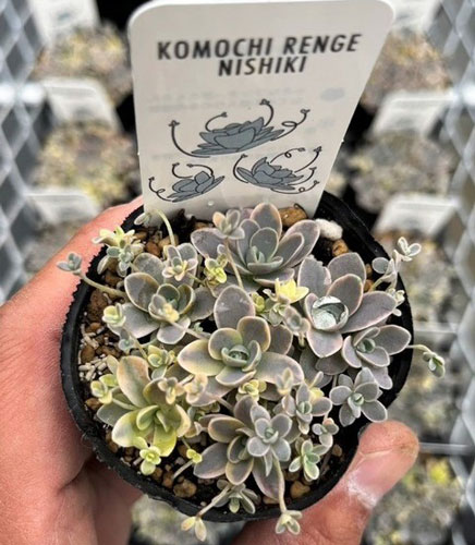 園芸ネット本店｜セダム（オロスタキス）：子持ち蓮華錦（斑入り）2