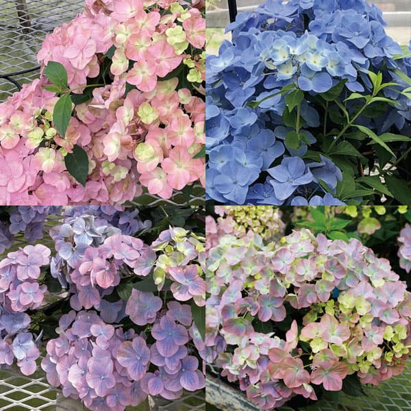 園芸ネット本店｜ラグランジア（アジサイ）：オーロランジュ3.5号