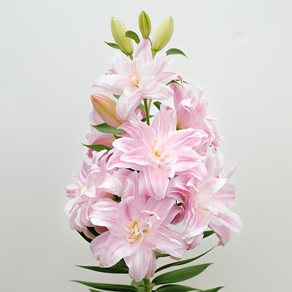 園芸ネット本店｜ユリ：ウェーブライダー1球入り の通販【公式】