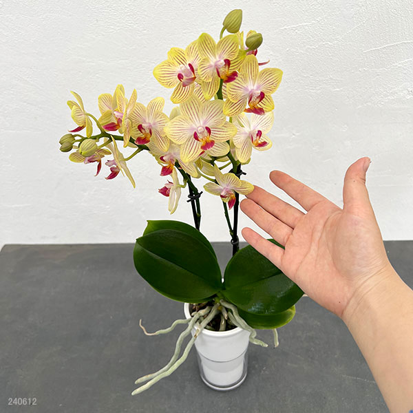 園芸ネット本店｜ミディコチョウラン：ゴールドベイビー 2本立ち 3号