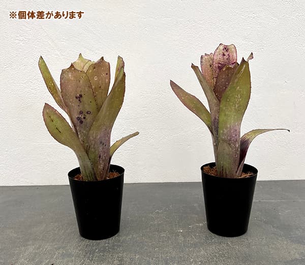 園芸ネット本店｜[ザ・ファームセレクト]ビルベルギア：アラカイ 3号