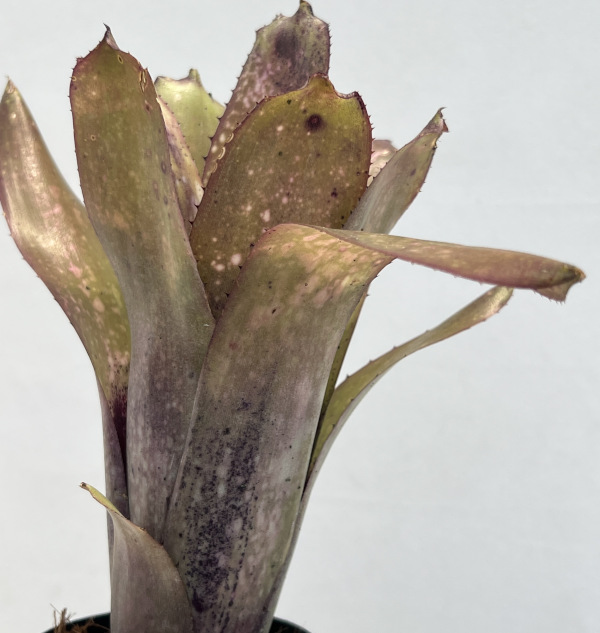 園芸ネット本店｜[ザ・ファームセレクト]ビルベルギア：アラカイ 3号