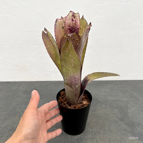 園芸ネット本店｜[ザ・ファームセレクト]ビルベルギア：アラカイ 3号