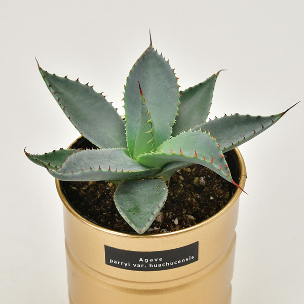 園芸ネット本店｜[ギフトに]栽培セット：種から育てる アガベ栽培