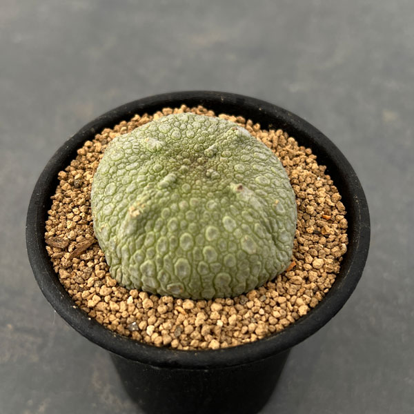 園芸ネット本店｜プセウドリトス：クビフォルミス 2.5号鉢植え の通販