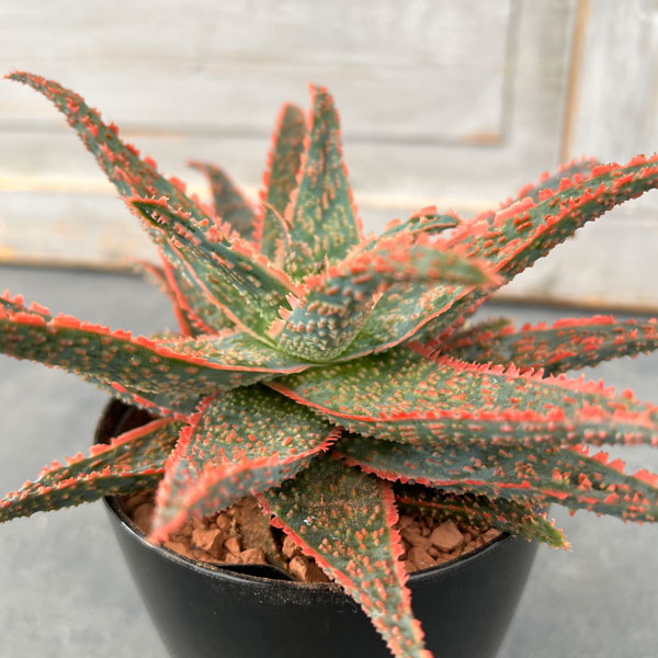 園芸ネット本店｜アロエ：ハイブリッドレッド系（NO.1） 3号 の通販