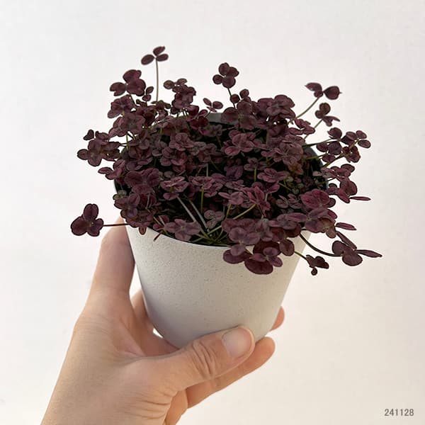 園芸ネット本店｜クローバー：四つ葉のクローバー・レッド(しあわせ