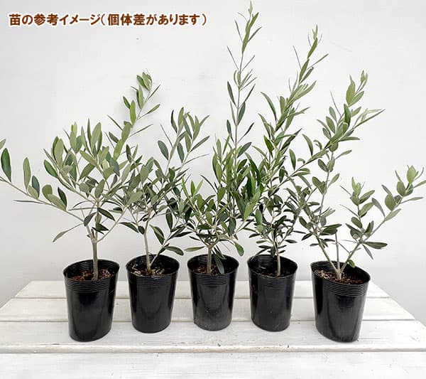 園芸ネット本店｜オリーブ：モライオロ3.5号ポット の通販【公式】